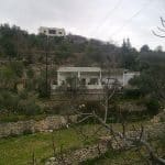 عن عمتي “مسيلة” عاشقة التين والتعب والناس